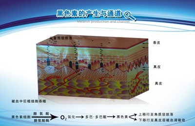 黑色素的产生和通道.jpg